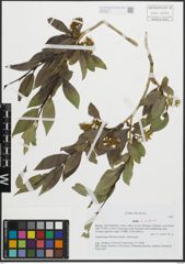 Foto von Salix pentandra L.